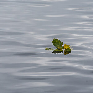 Herbstwasser (1 von 1).JPG