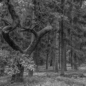 Herzeiche BW 1 (1 von 1).JPG