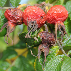 Kamtschatka-Rose.JPG