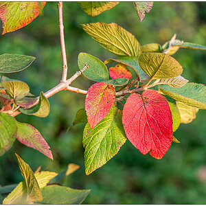 441 Herbst in der Bünte Anfang Oktober I