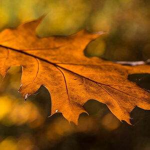 goldener Oktober 3 (1 von 1).JPG