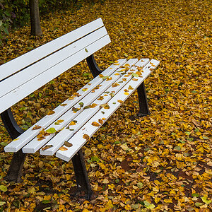 Herbstbank (1 von 1).JPG