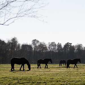 20211028-D50_3684-Bearbeitet.jpg