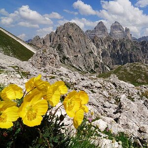 Gelber Alpen-Mohn mit Blick zu den Zinnen