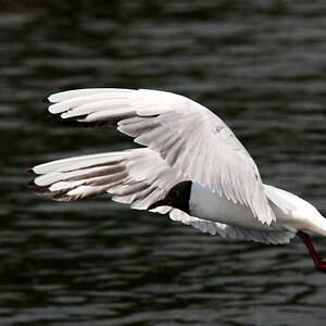Möwe beim Start
