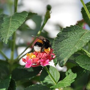Das beste Foto von der Hummel