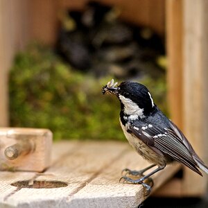 Meisen 09 www 1