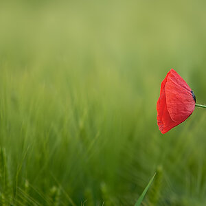 DSC 5515 f900