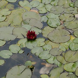 Dublin botanic garden