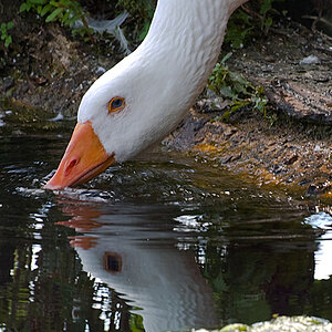 Wasservogel 6 klein