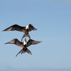 Fregattvögel Galapagos