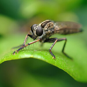 Insekt 01