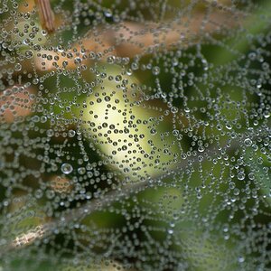 Spinnennetz mit Tau (DSC_2349)
(Nikon 55-200 mit Raynox 150 Nahlinse)