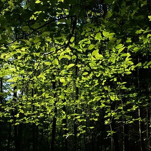 Licht fällt in den Wald (DSC_2381)