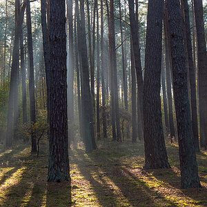 Kiefernwald (1 von 1).JPG
