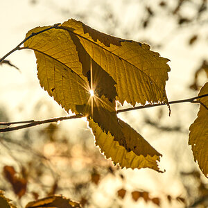OF2_54352.jpg