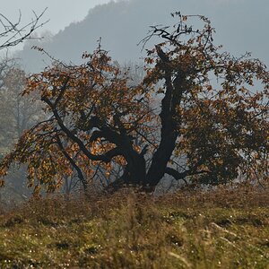 DSC_2619_00001n.jpg