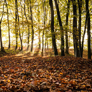 Herbstlicht
