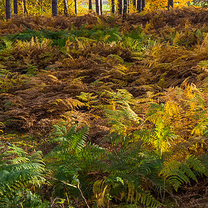Herbstfarn (1 von 1).JPG