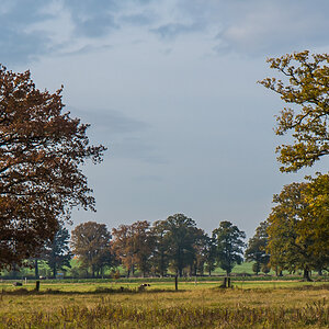 Feldmarkbäume (1 von 1).JPG