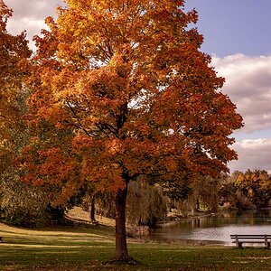 Baum am Emmeringer See (ohne Mann).jpg