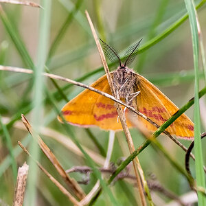D50_5012_Ampfer Purpurspanner frontal mit Antennen_IA_8_2021.jpg