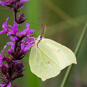 D50_4989_Zitronenfalter_IA_8_2021.jpg