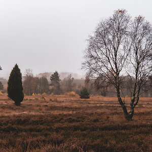 Herbst in der Lüneburger Heide