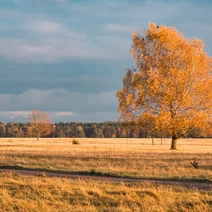 Birke in der Abendsonne