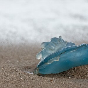 Strandgut II