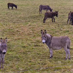 Die reinste Eselei 1 (1 von 1).JPG