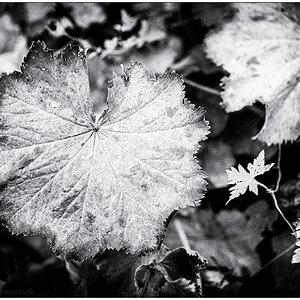 476 Frauenmantel in Schwarzweiß