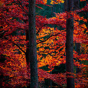 Rotbuche im Herbstlicht