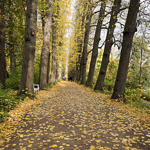 Herbstliche  Lindenallee .jpg