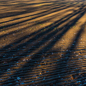Baumschatten Farbe (1 von 1).JPG