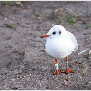 492 Möwe im Kieler Schrevenpark