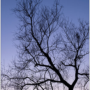 494 Winterbaum zum Sonnenuntergang