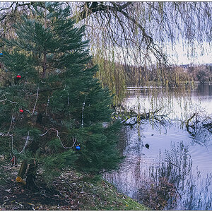 495 Weihnachtsbaum im Kieler Schrevenpark