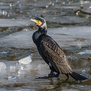 Eisvogel (1 von 1).JPG