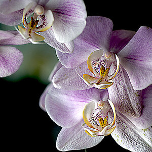 Orchideen.jpg