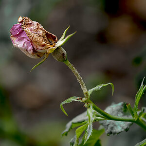 Z6_Rose-2.jpg