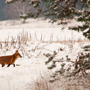 Fuchs (1 von 1).JPG