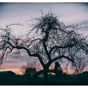499 Apfelbaum mit Sonnenuntergang