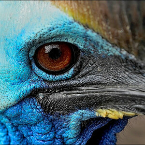 comp_Emu1.jpg