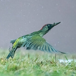 GrünspechtTakeOff-.jpg