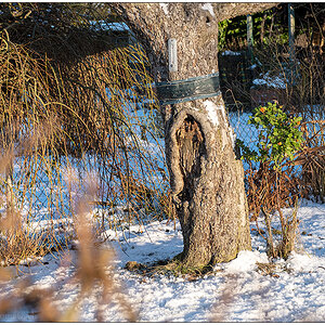 505 Winter im Schrebergarten