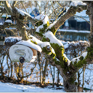 508 Winterspaziergang im Schrebergartengelände III