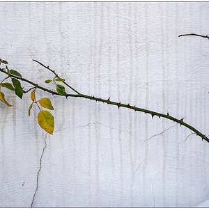 515 Rose an Hauswand