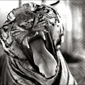 comp_tiger5SW.jpg