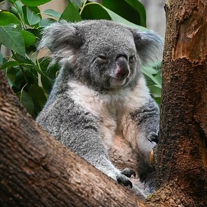 Koala 1.jpg